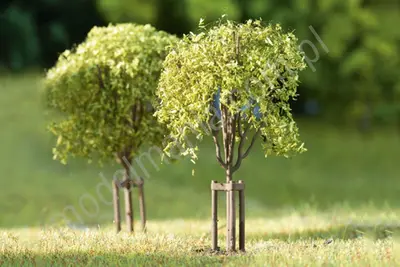 Młode drzewa